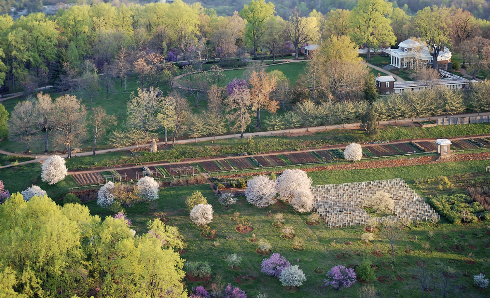 Virginia wine